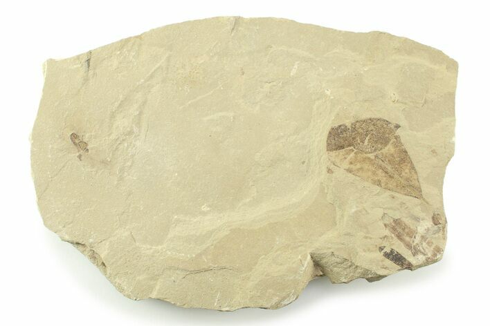 Fossil Leaf with Fly Plate - Green River Formation, Utah #360266